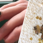 Bees Have Been Declared the Most Important Living Thing on Earth