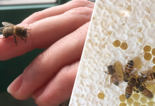 Bees Have Been Declared the Most Important Living Thing on Earth