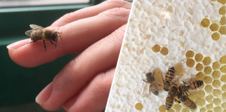 Bees Have Been Declared the Most Important Living Thing on Earth