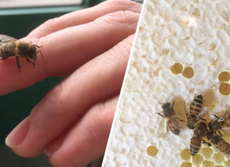 Bees Have Been Declared the Most Important Living Thing on Earth