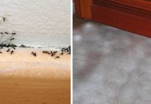 How To Get Rid Of Ants, Fleas, And Other Pests