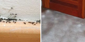 How To Get Rid Of Ants, Fleas, And Other Pests