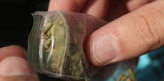 Cannabis found in man’s nose 18 years after he trying to move it illegally into prison