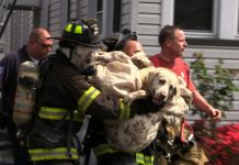 FIREMAN RESCUES A BLIND DOG THAT WAS LOST IN WOOD FOR 8 DAYS