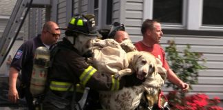 FIREMAN RESCUES A BLIND DOG THAT WAS LOST IN WOOD FOR 8 DAYS
