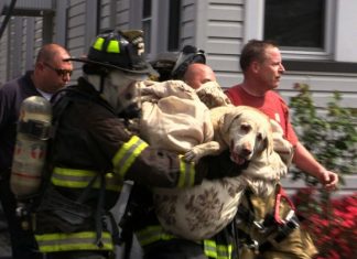 FIREMAN RESCUES A BLIND DOG THAT WAS LOST IN WOOD FOR 8 DAYS