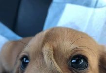 Narwhal The Unicorn Puppy Is Melting Hearts Worldwide