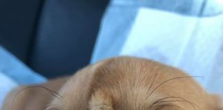 Narwhal The Unicorn Puppy Is Melting Hearts Worldwide