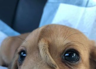 Narwhal The Unicorn Puppy Is Melting Hearts Worldwide