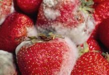How To Keep Strawberries Fresh For Longer