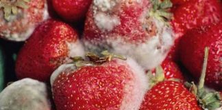 How To Keep Strawberries Fresh For Longer