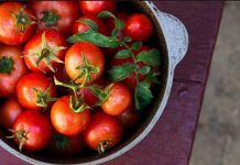 How To Grow Healthy And Delicious Tomatoes In Your Home