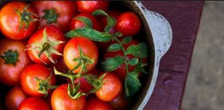 How To Grow Healthy And Delicious Tomatoes In Your Home
