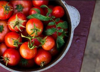 How To Grow Healthy And Delicious Tomatoes In Your Home