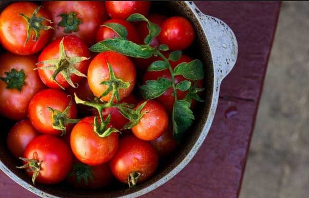 How To Grow Healthy And Delicious Tomatoes In Your Home