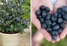 How To Grow Your Own Supply Of Blueberries