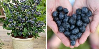 How To Grow Your Own Supply Of Blueberries