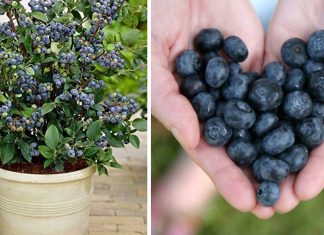 How To Grow Your Own Supply Of Blueberries