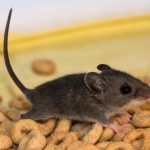 10 Easy Ways Of Getting Rid Of Mice & Rats Without Harming Them.