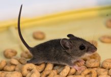 10 Easy Ways Of Getting Rid Of Mice & Rats Without Harming Them.
