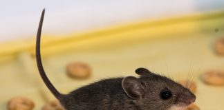 10 Easy Ways Of Getting Rid Of Mice & Rats Without Harming Them.