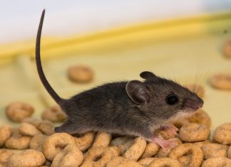 10 Easy Ways Of Getting Rid Of Mice & Rats Without Harming Them.