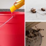 Homemade Solution To Get Rid Of Flies, Cockroaches, And Mosquitoes Fast