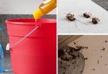 Homemade Solution To Get Rid Of Flies, Cockroaches, And Mosquitoes Fast