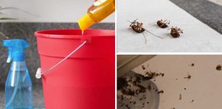 Homemade Solution To Get Rid Of Flies, Cockroaches, And Mosquitoes Fast