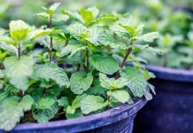Peppermint Plant Helps To Get Rid Of Spiders, Rodents, And Other Unwanted Pests