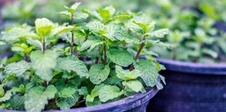 Peppermint Plant Helps To Get Rid Of Spiders, Rodents, And Other Unwanted Pests