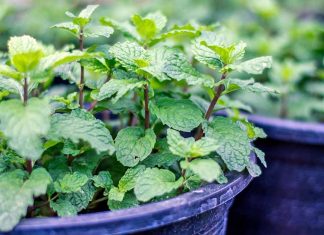 Peppermint Plant Helps To Get Rid Of Spiders, Rodents, And Other Unwanted Pests