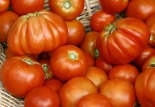 How To Store Your Tomatoes To Stay As Fresh As Possible