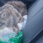 Man hits ‘dog’ on Canadian highway, doesn’t realize it’s a coyote