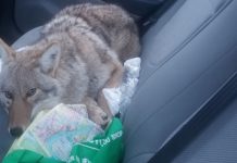 Man hits ‘dog’ on Canadian highway, doesn’t realize it’s a coyote