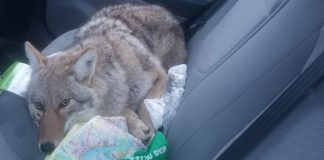 Man hits ‘dog’ on Canadian highway, doesn’t realize it’s a coyote