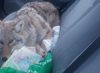 Man hits ‘dog’ on Canadian highway, doesn’t realize it’s a coyote