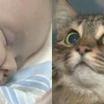Cat credited with saving baby from falling down the stairs
