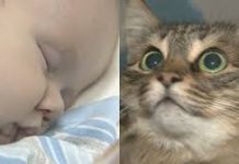 Cat credited with saving baby from falling down the stairs