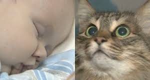 Cat credited with saving baby from falling down the stairs