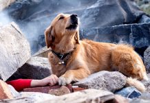 Drowning Dog Desperately Awaits Help In Hopes Of Being Saved