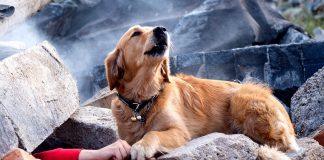 Drowning Dog Desperately Awaits Help In Hopes Of Being Saved