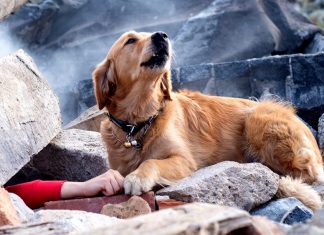 Drowning Dog Desperately Awaits Help In Hopes Of Being Saved