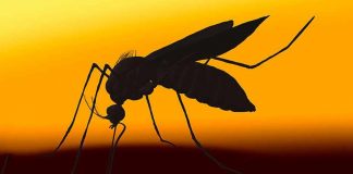 10 Scents That Help Keep Mosquitoes Away