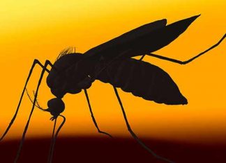 10 Scents That Help Keep Mosquitoes Away