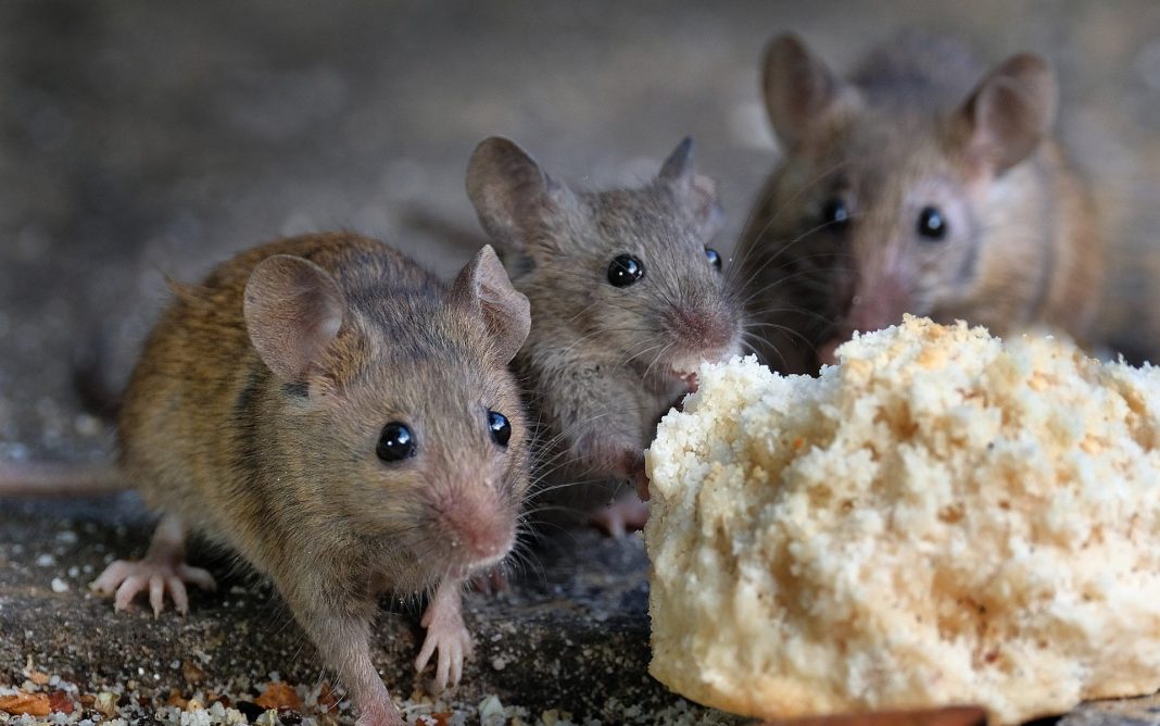 6 Ways To Get Rid Of Mice Without Killing Them. Grandma's Things