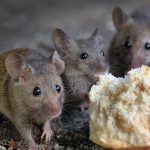 6 Ways To Get Rid Of Mice Without Killing Them.