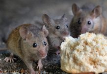 6 Ways To Get Rid Of Mice Without Killing Them.