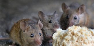 6 Ways To Get Rid Of Mice Without Killing Them.