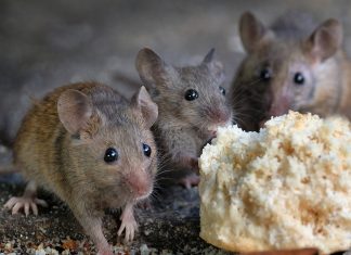 6 Ways To Get Rid Of Mice Without Killing Them.